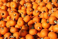 Hôtel d'Angleterre Geneva - Soirée Halloween (Staff)