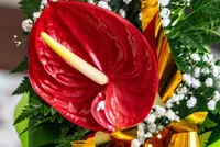 CHR_1469