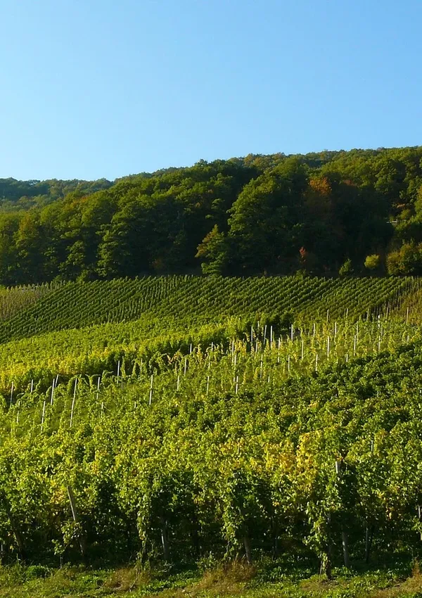 Chasselas Médaille d'or 2010