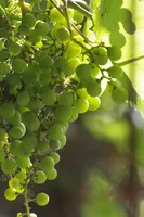 DF Chasselas