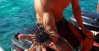 Divers
